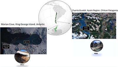 Characterization and genomic analysis of two novel psychrotolerant Acidithiobacillus ferrooxidans strains from polar and subpolar environments